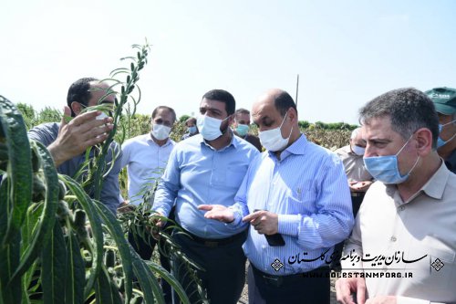 بازدید رئیس سازمان از طرح های تحقیقاتی مرکز تحقیقات و آموزش کشاورزی استان